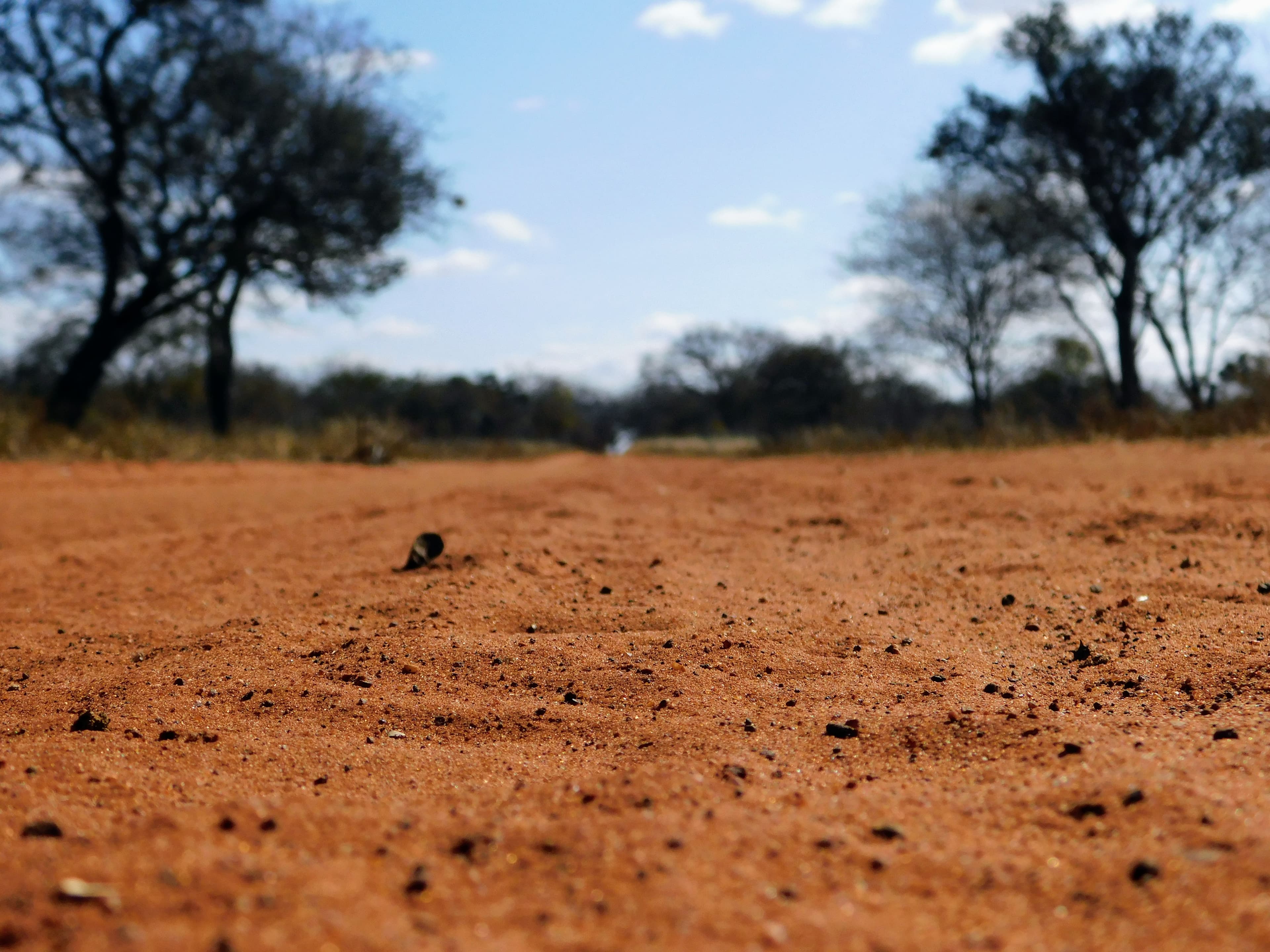 Wildlife at Witgat Safaris