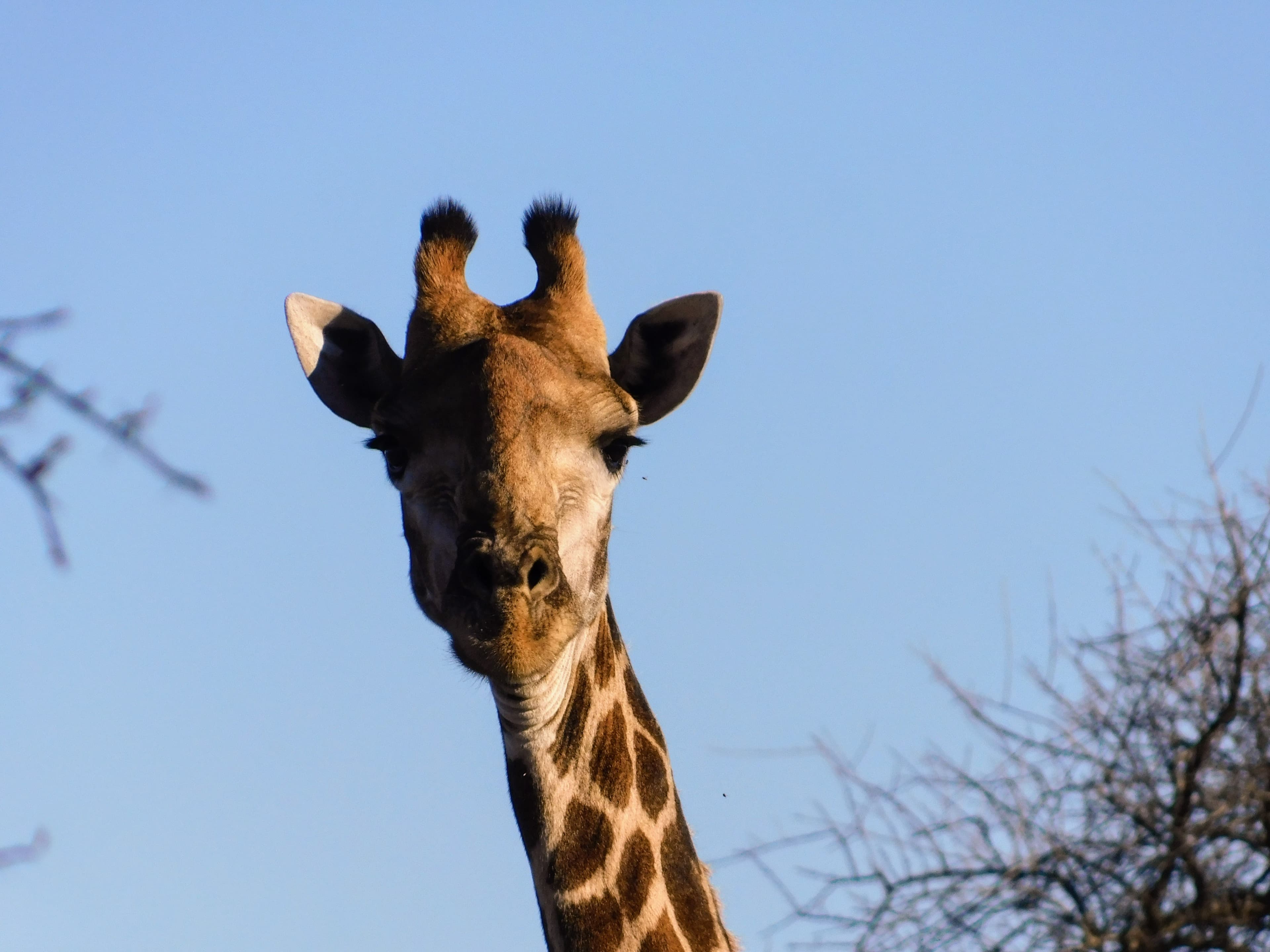 Wildlife at Witgat Safaris