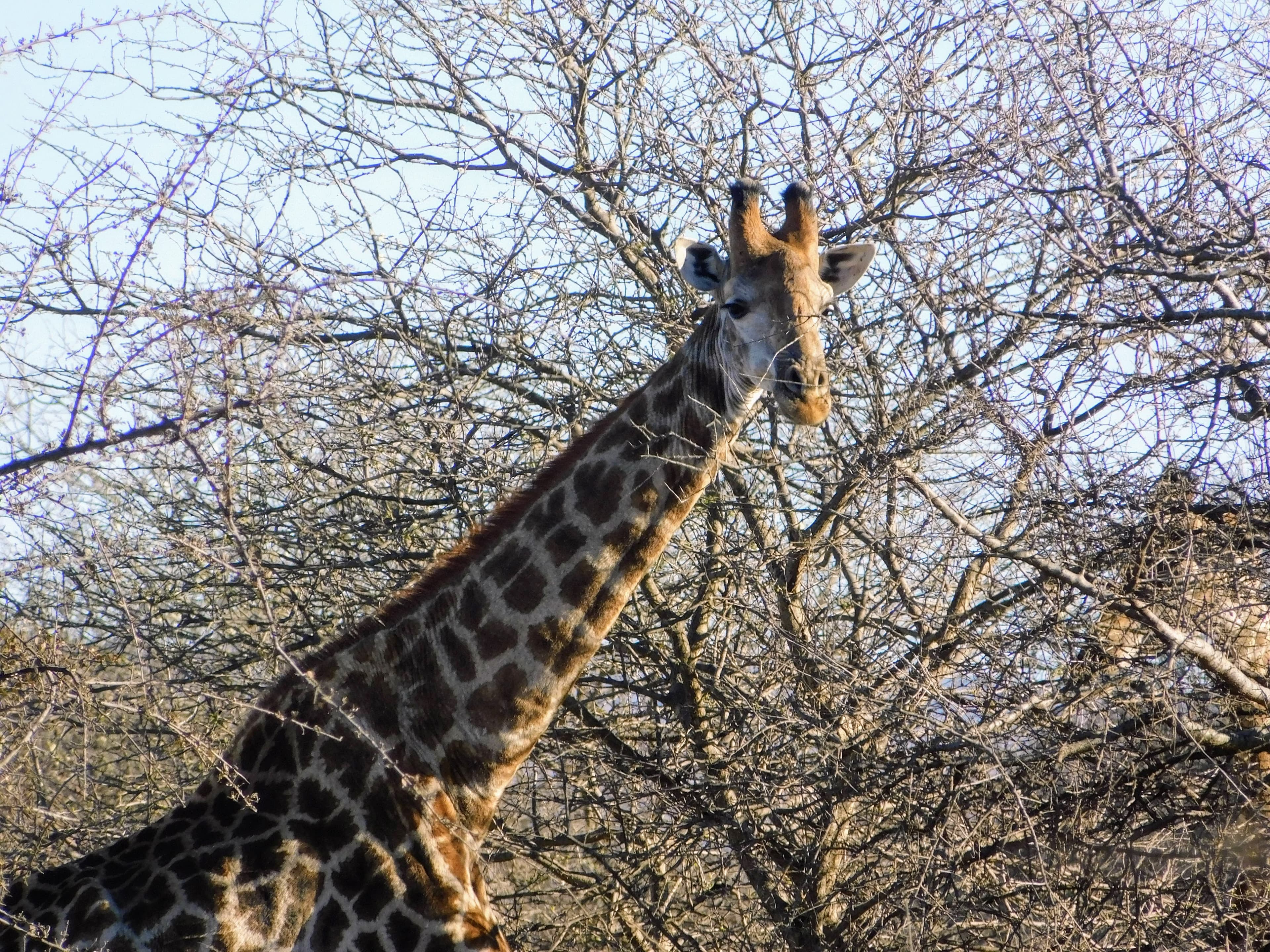 Wildlife at Witgat Safaris