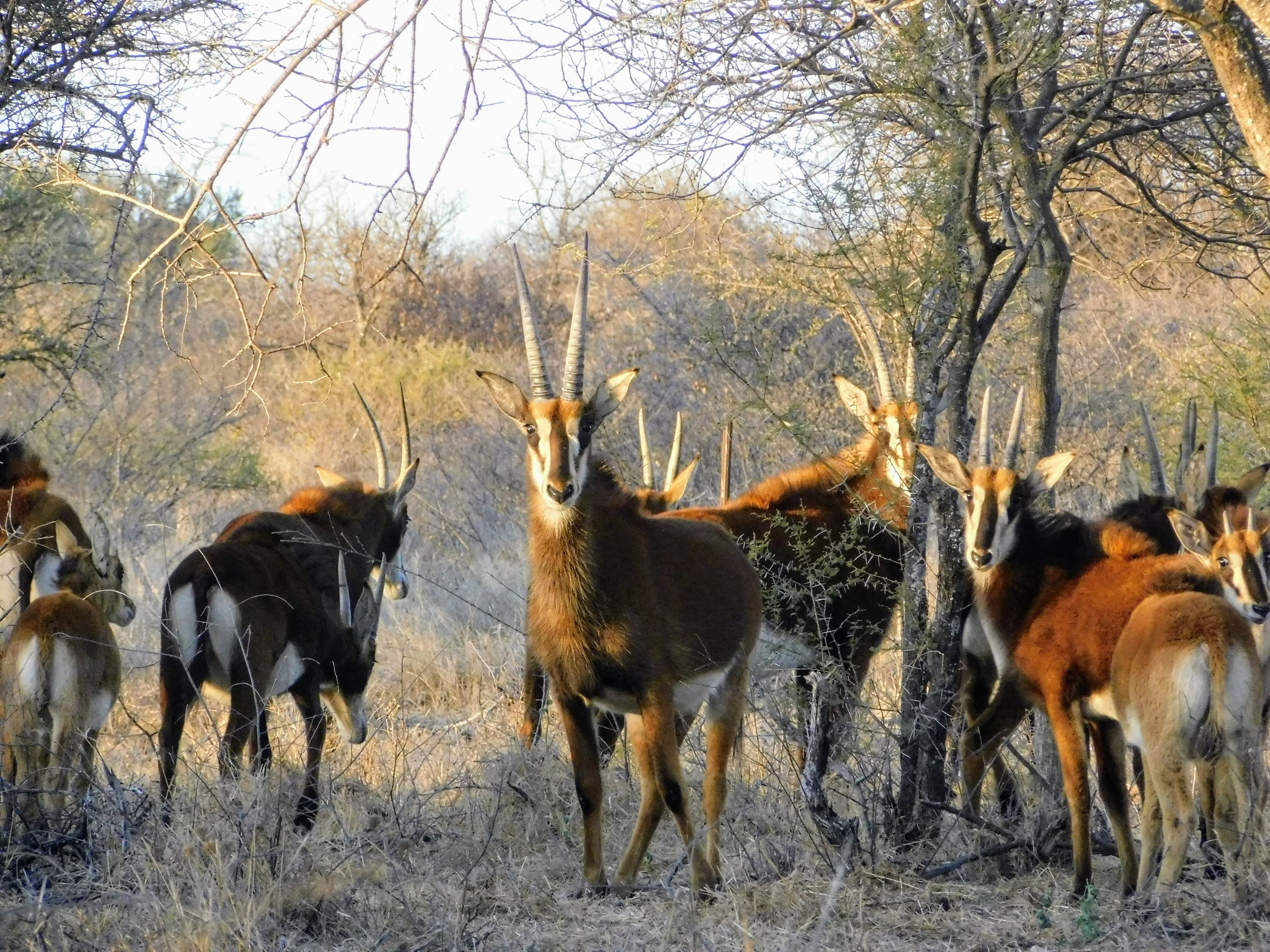 Wildlife at Witgat Safaris