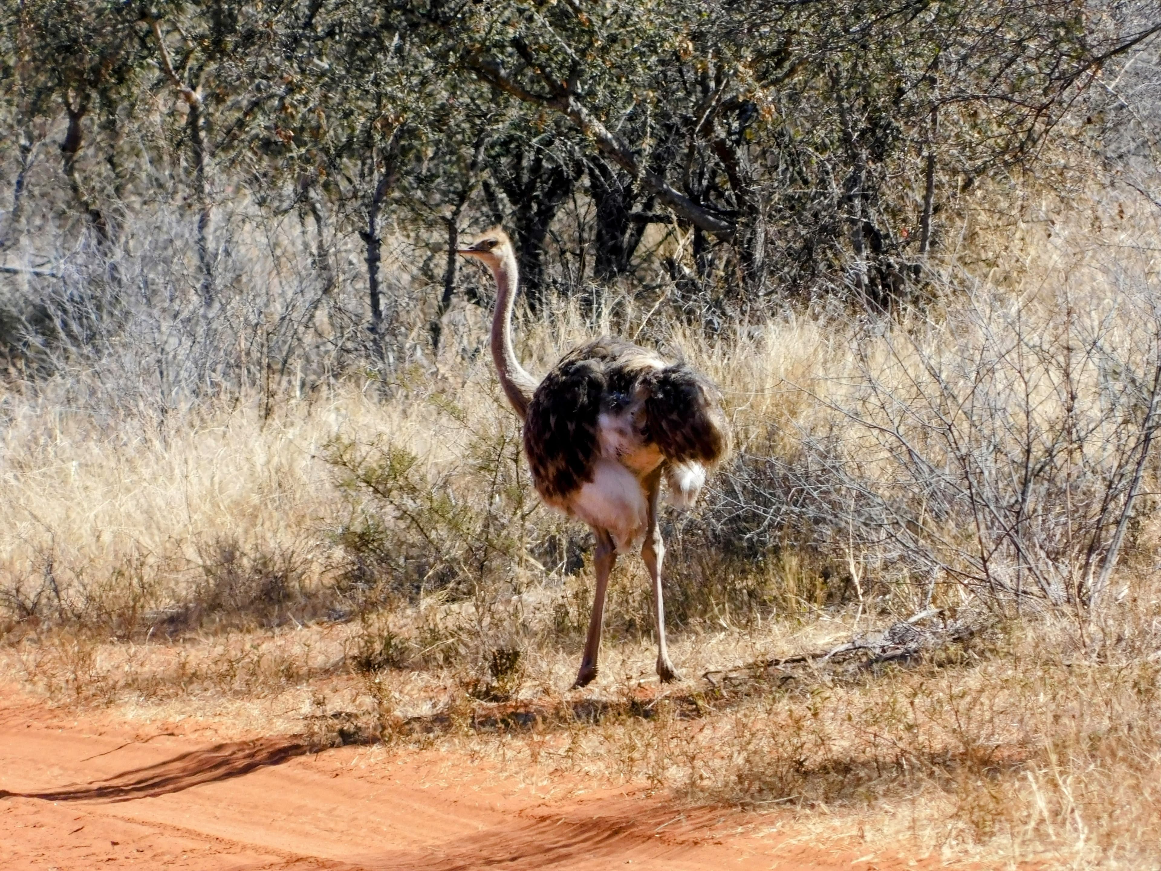 Wildlife at Witgat Safaris