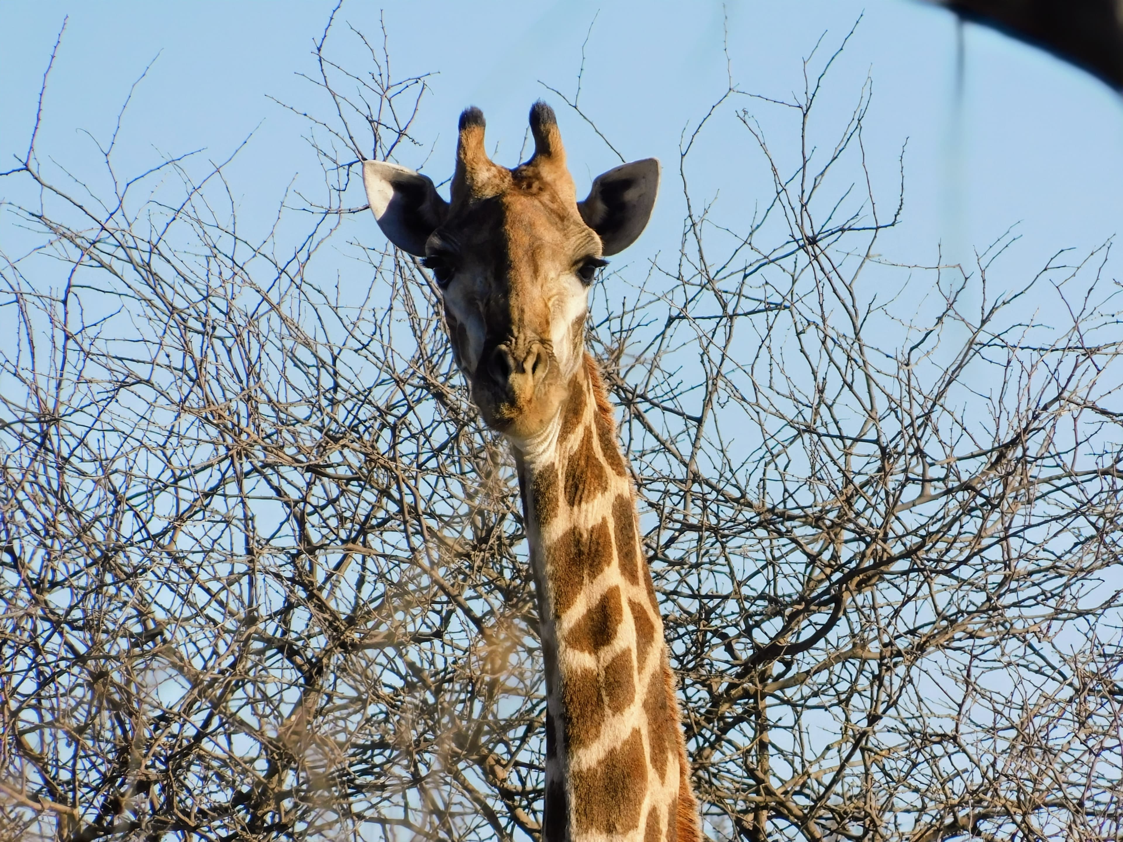 Wildlife at Witgat Safaris