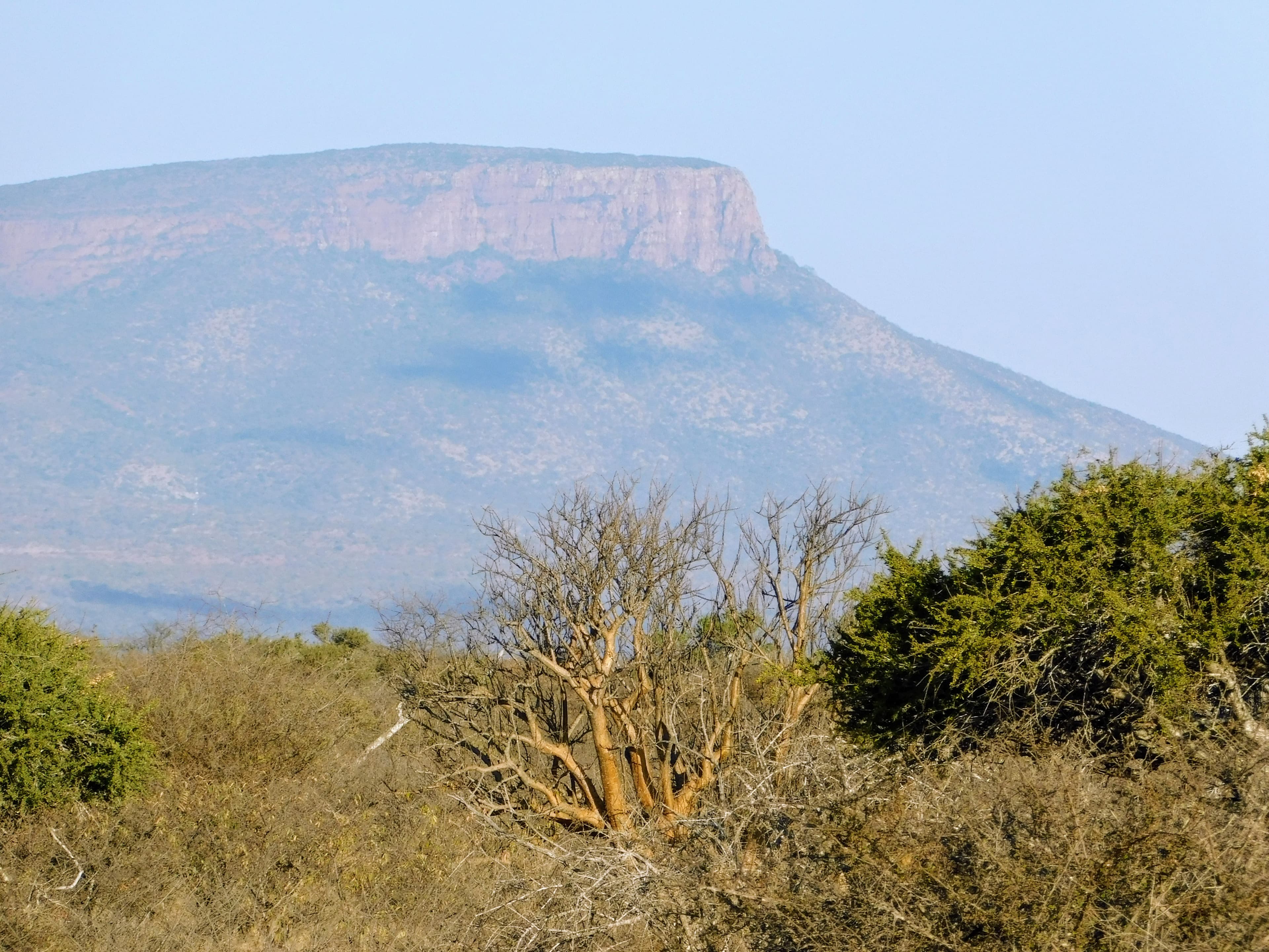 Wildlife at Witgat Safaris