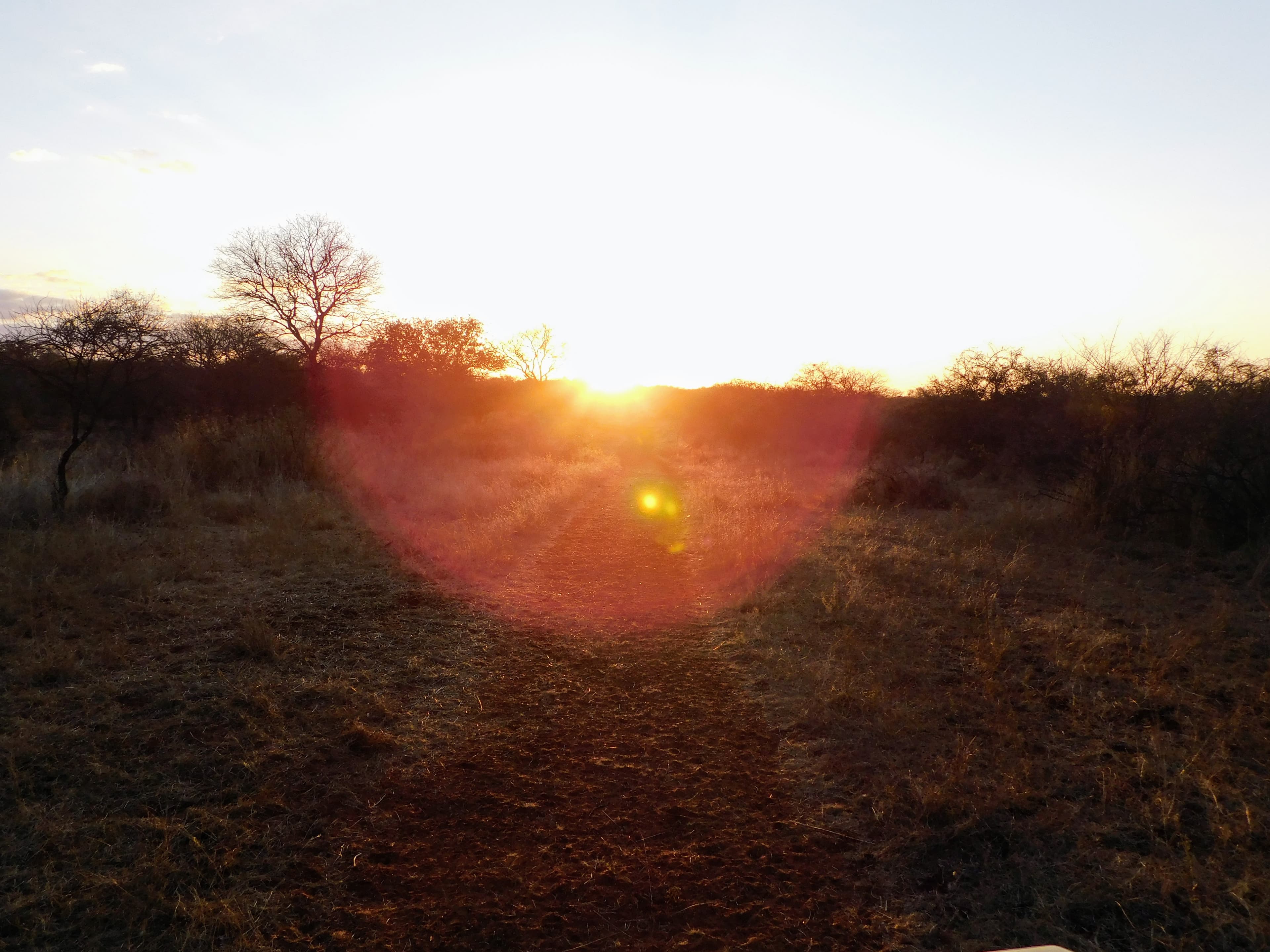 Wildlife at Witgat Safaris
