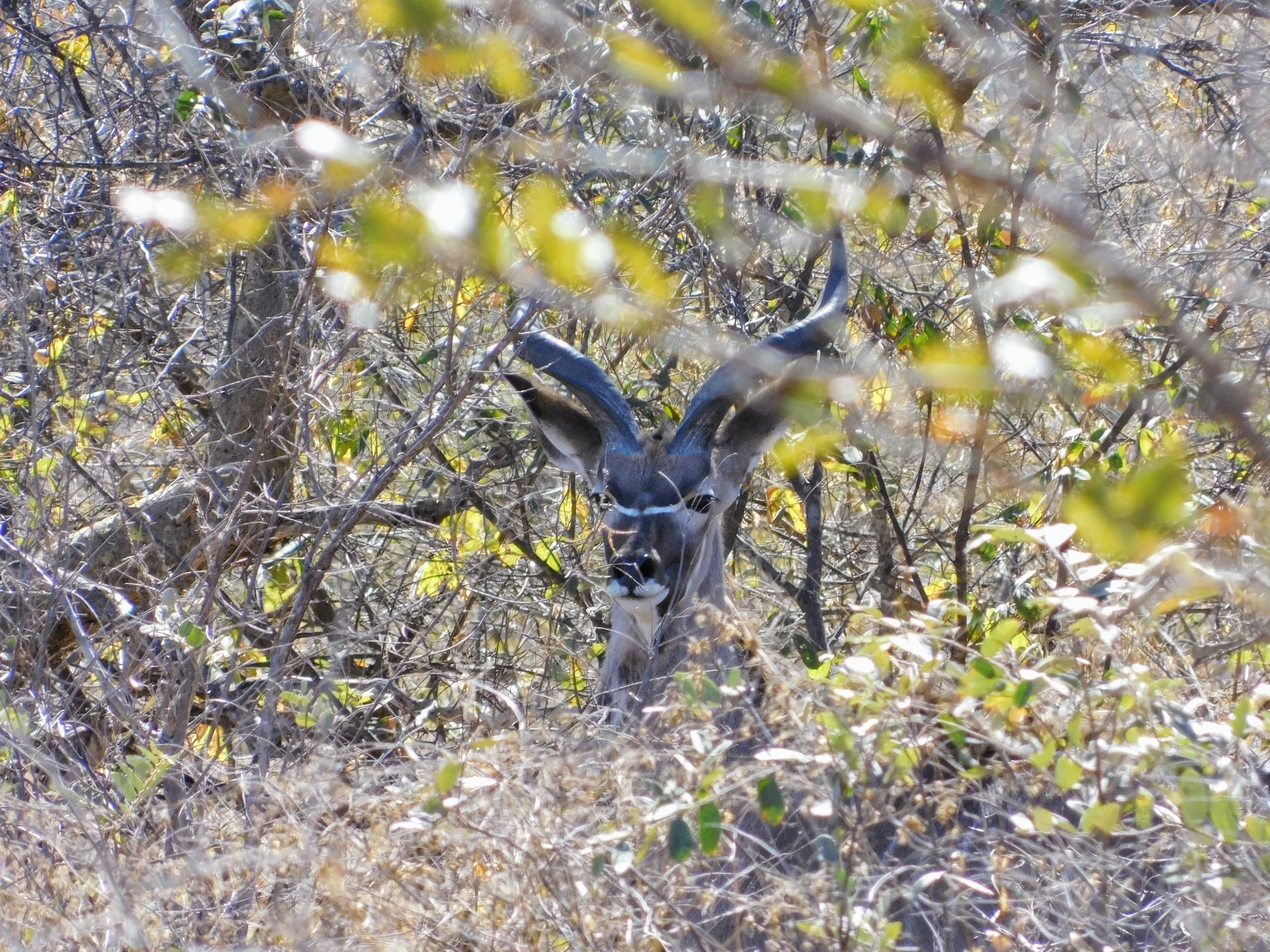 Wildlife at Witgat Safaris
