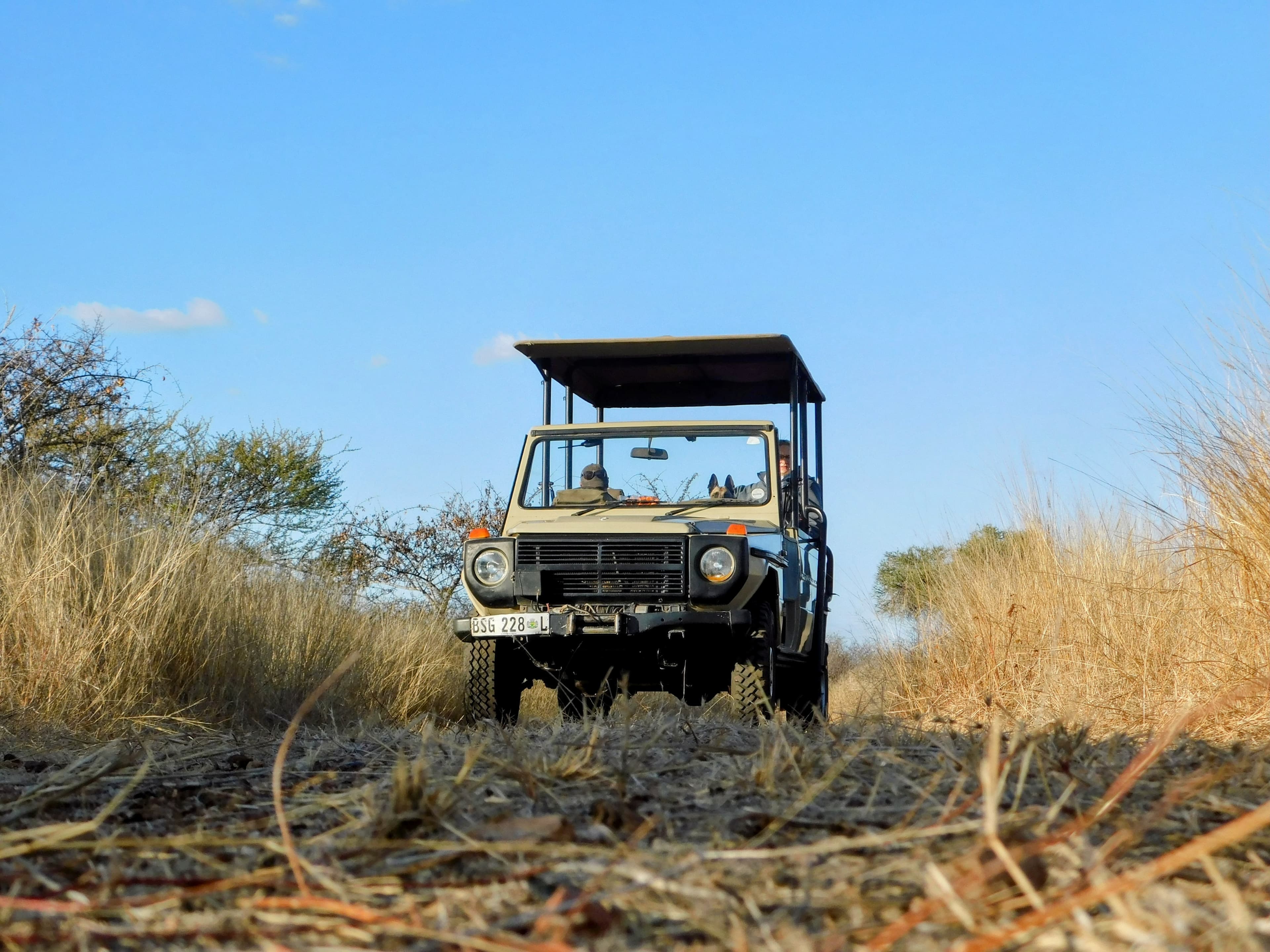 Wildlife at Witgat Safaris