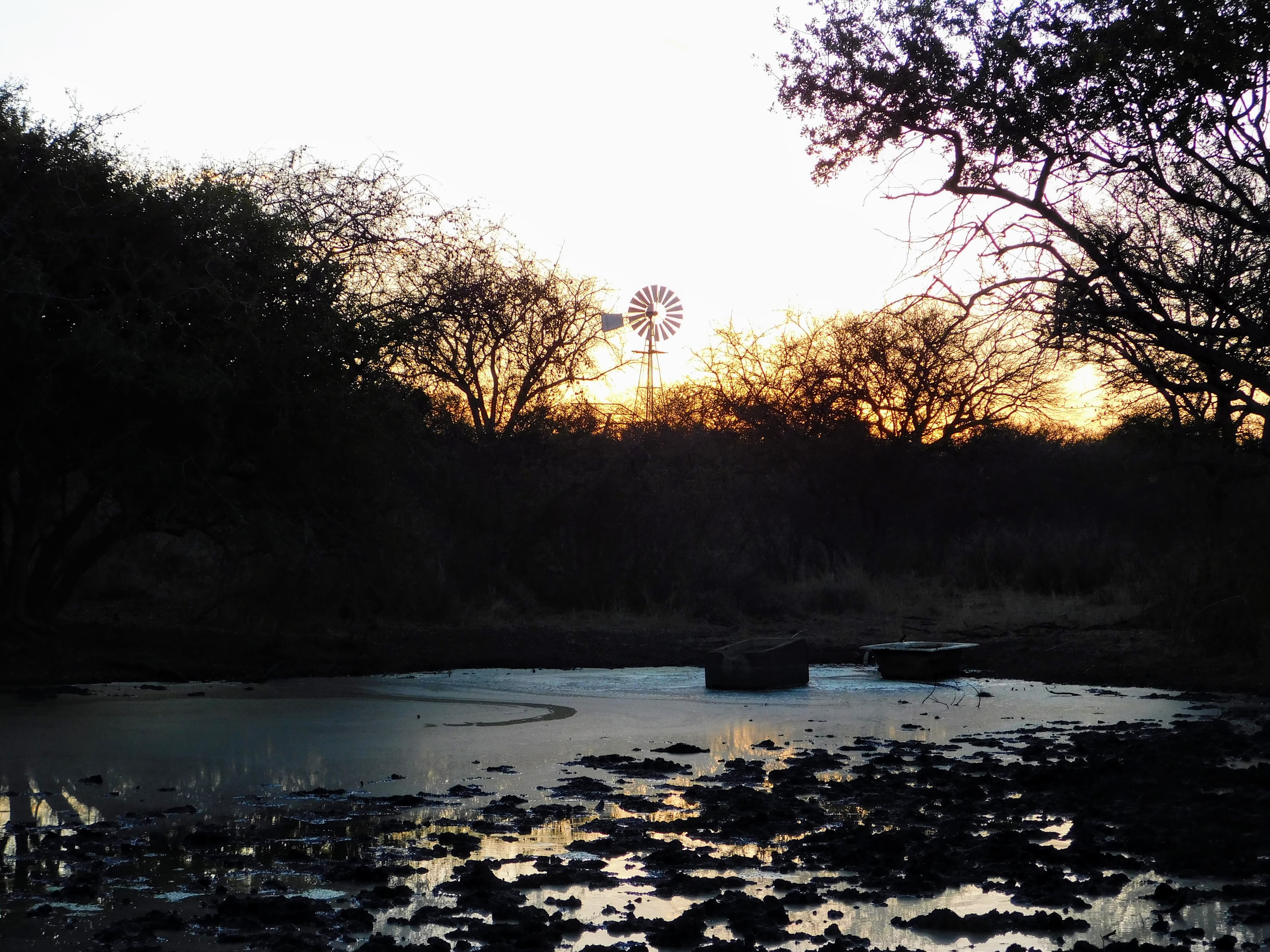 Wildlife at Witgat Safaris