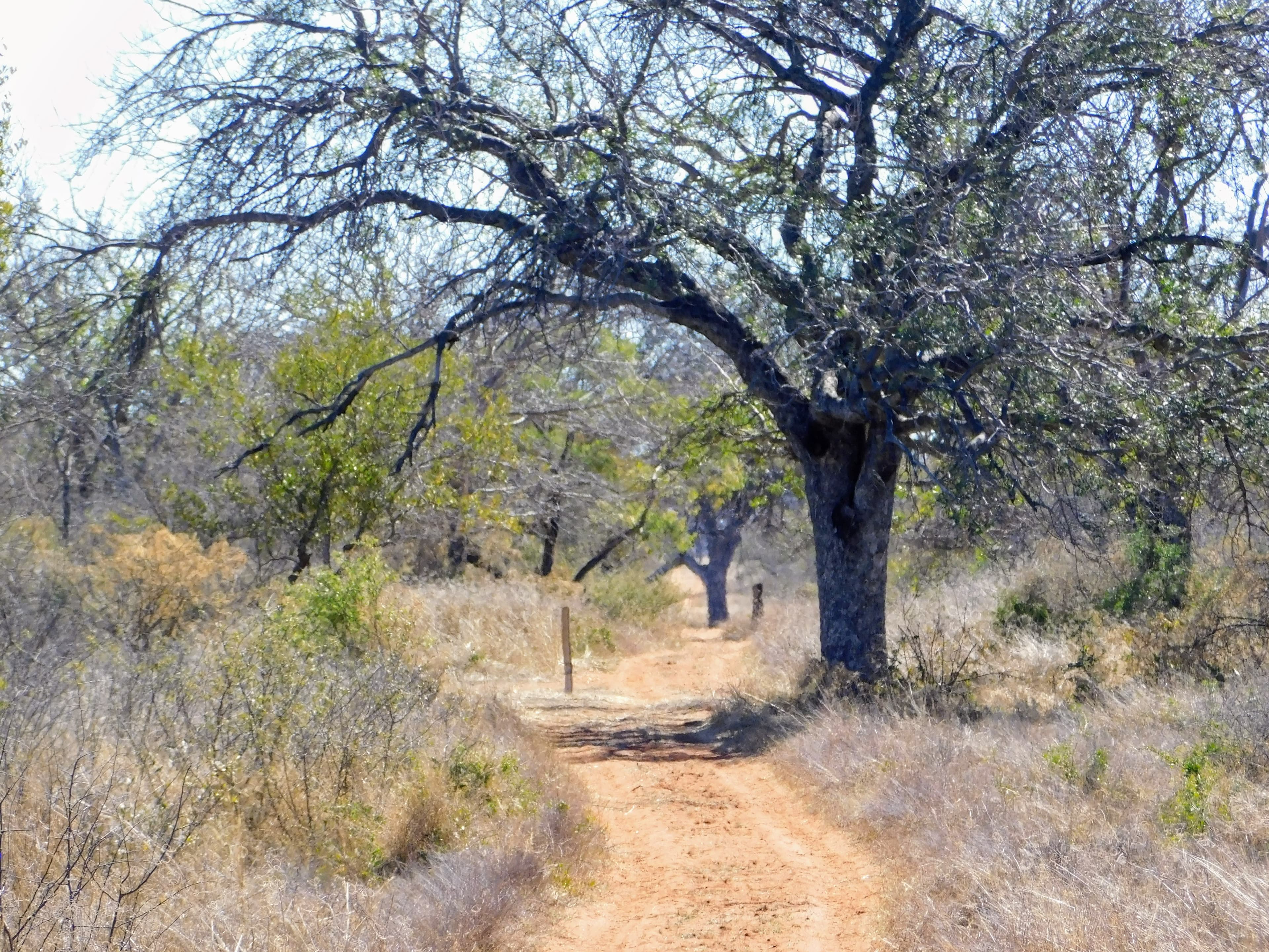 Wildlife at Witgat Safaris