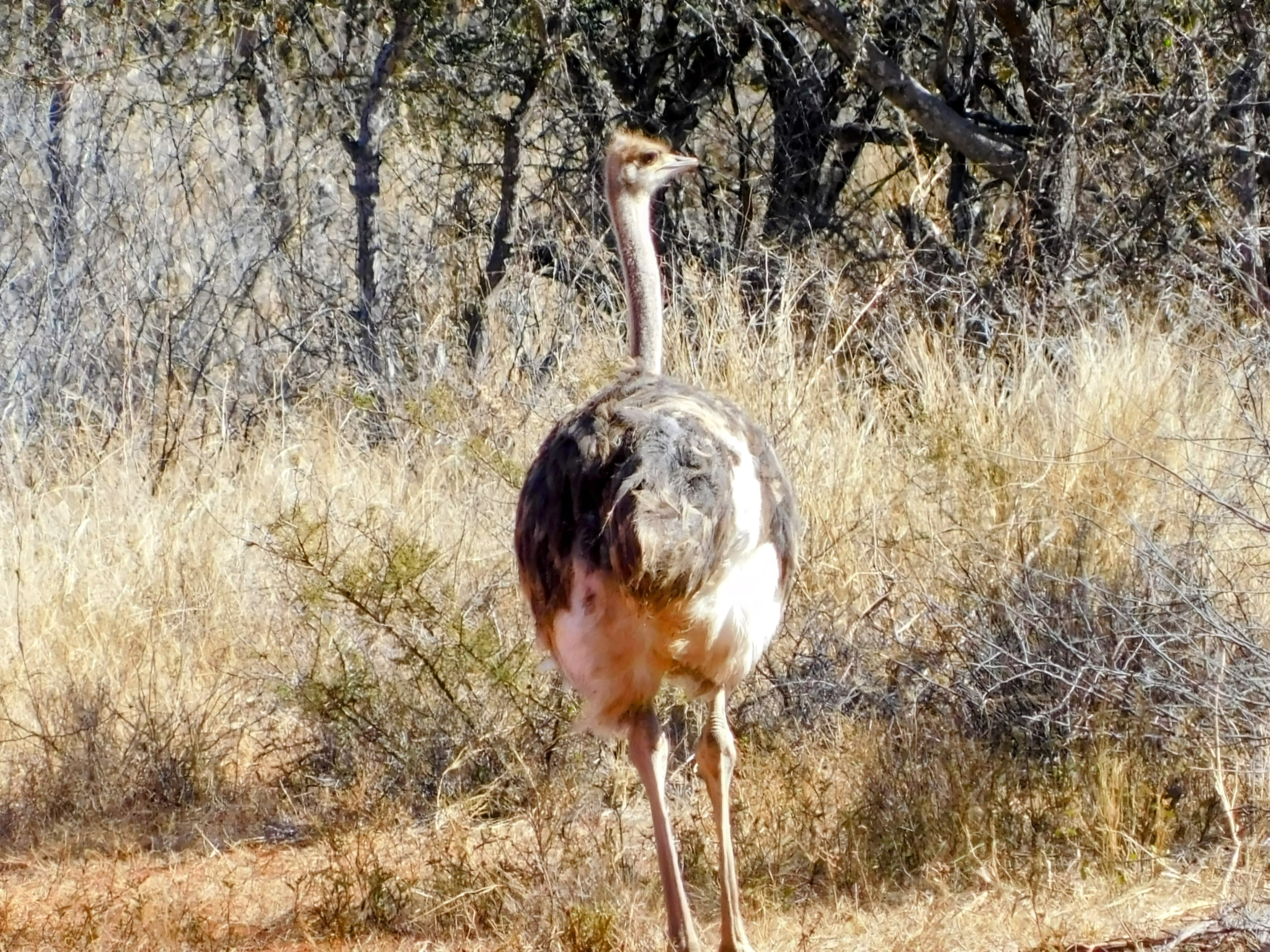 Wildlife at Witgat Safaris