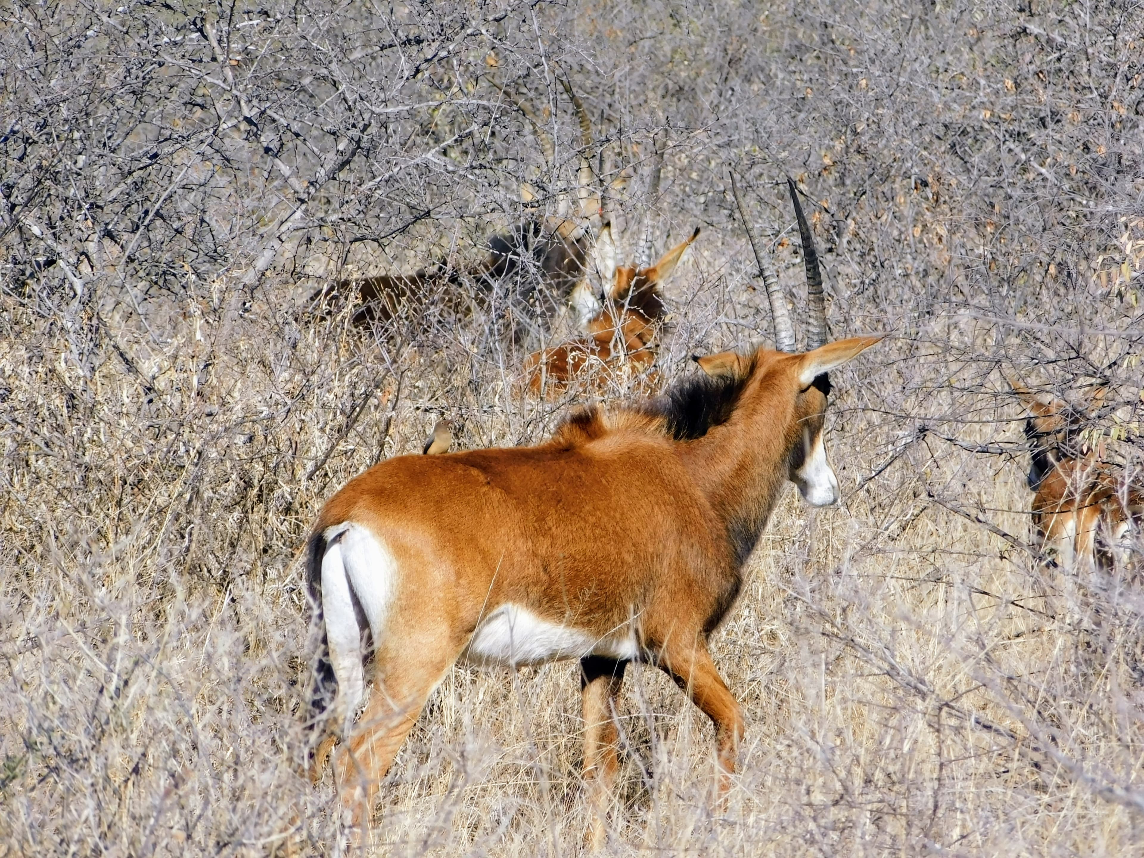 Wildlife at Witgat Safaris