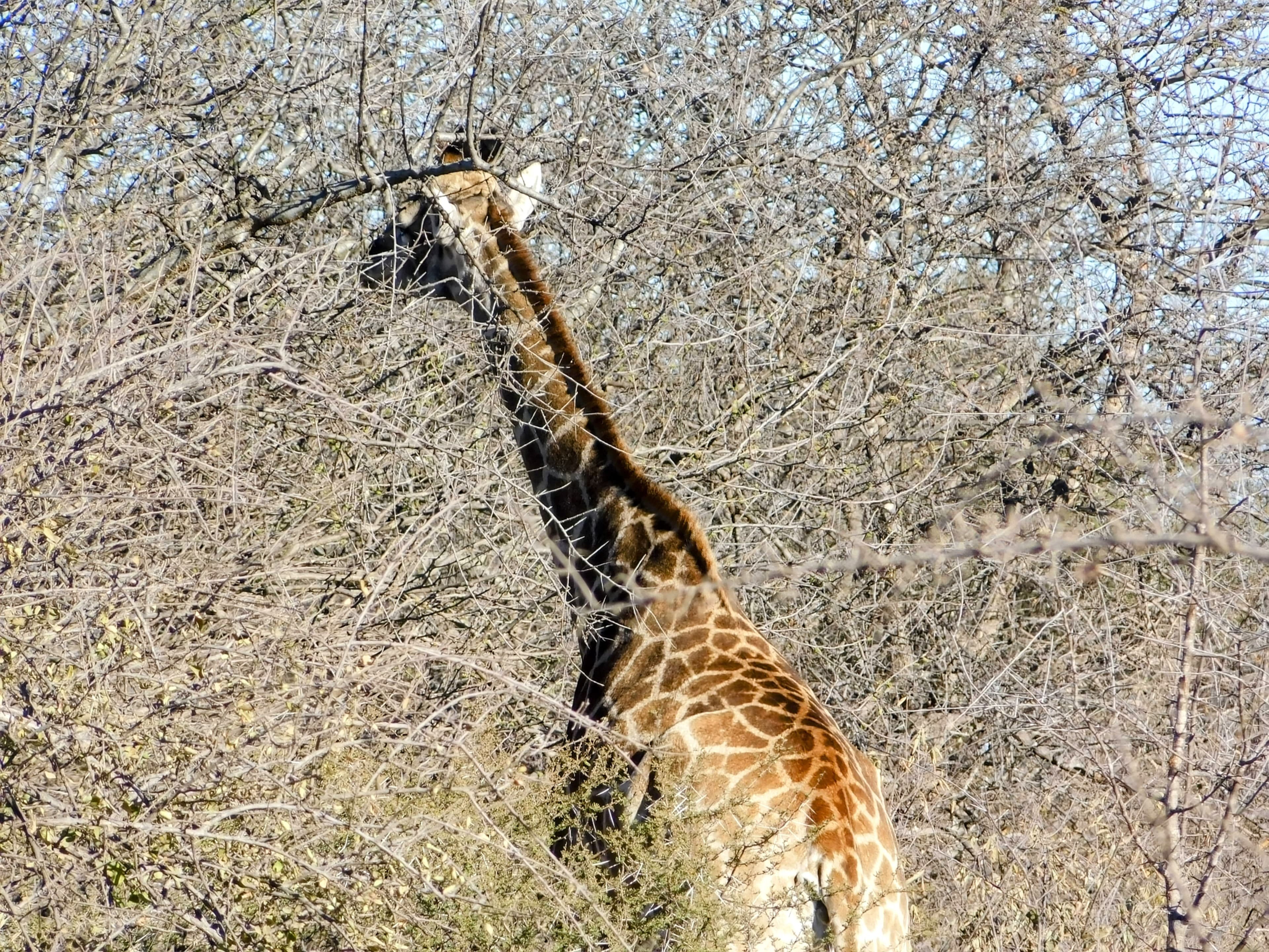 Wildlife at Witgat Safaris