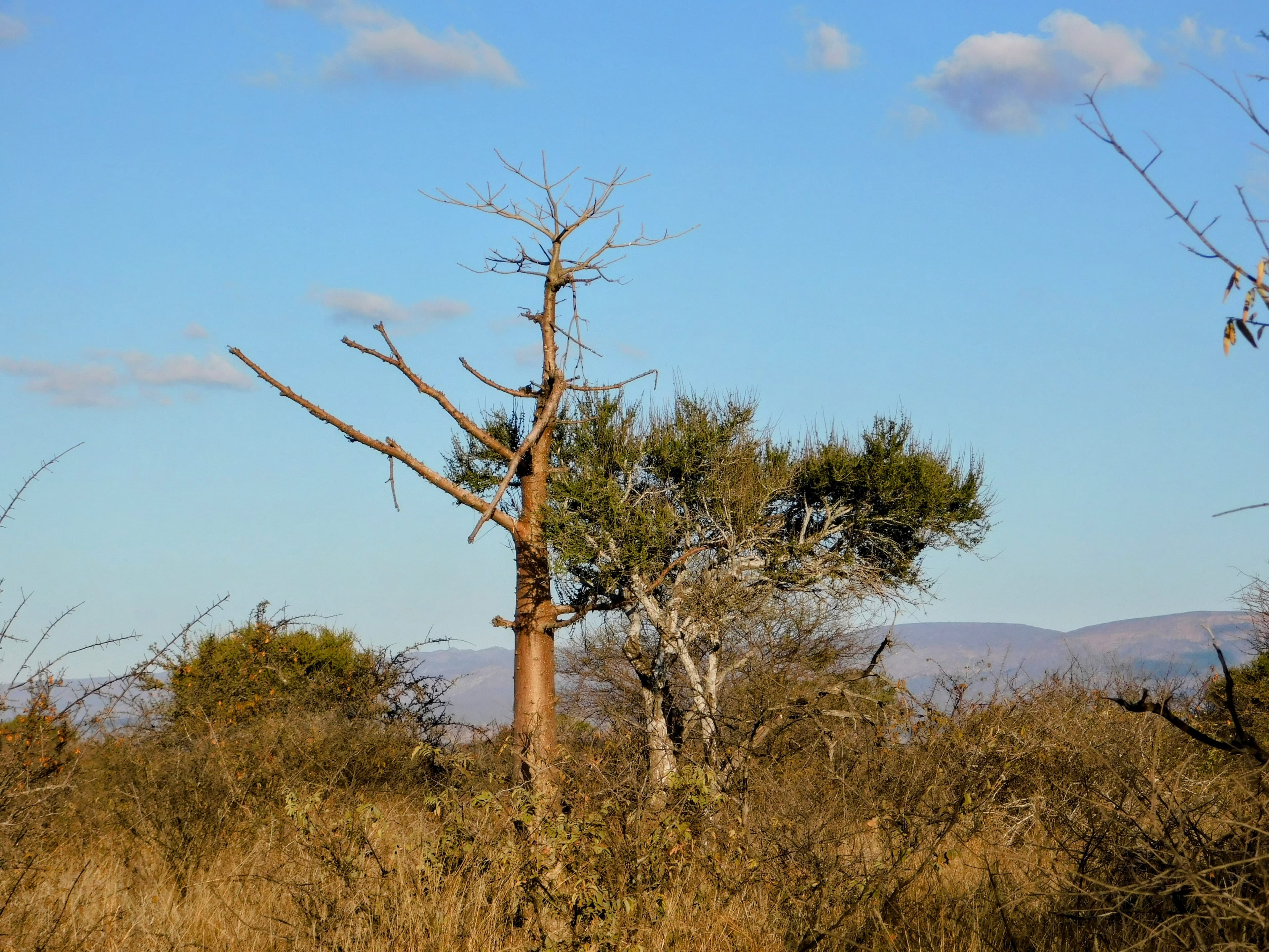 Wildlife at Witgat Safaris