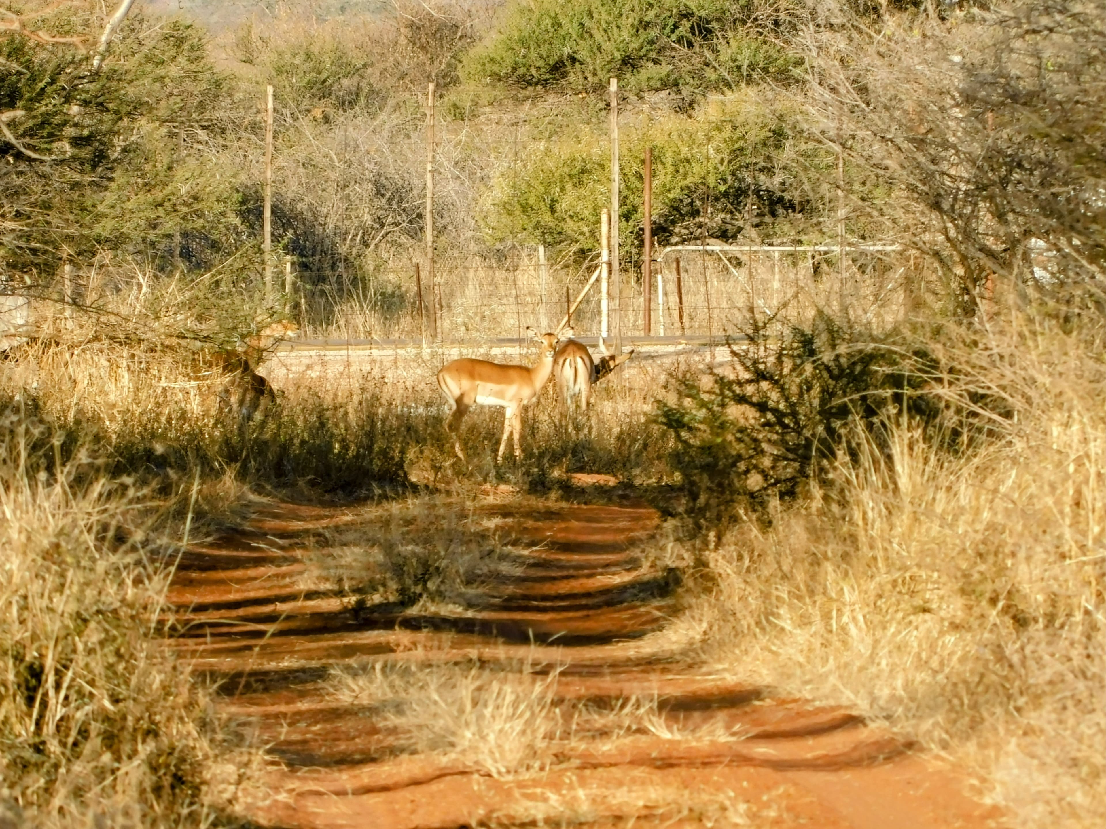 Wildlife at Witgat Safaris