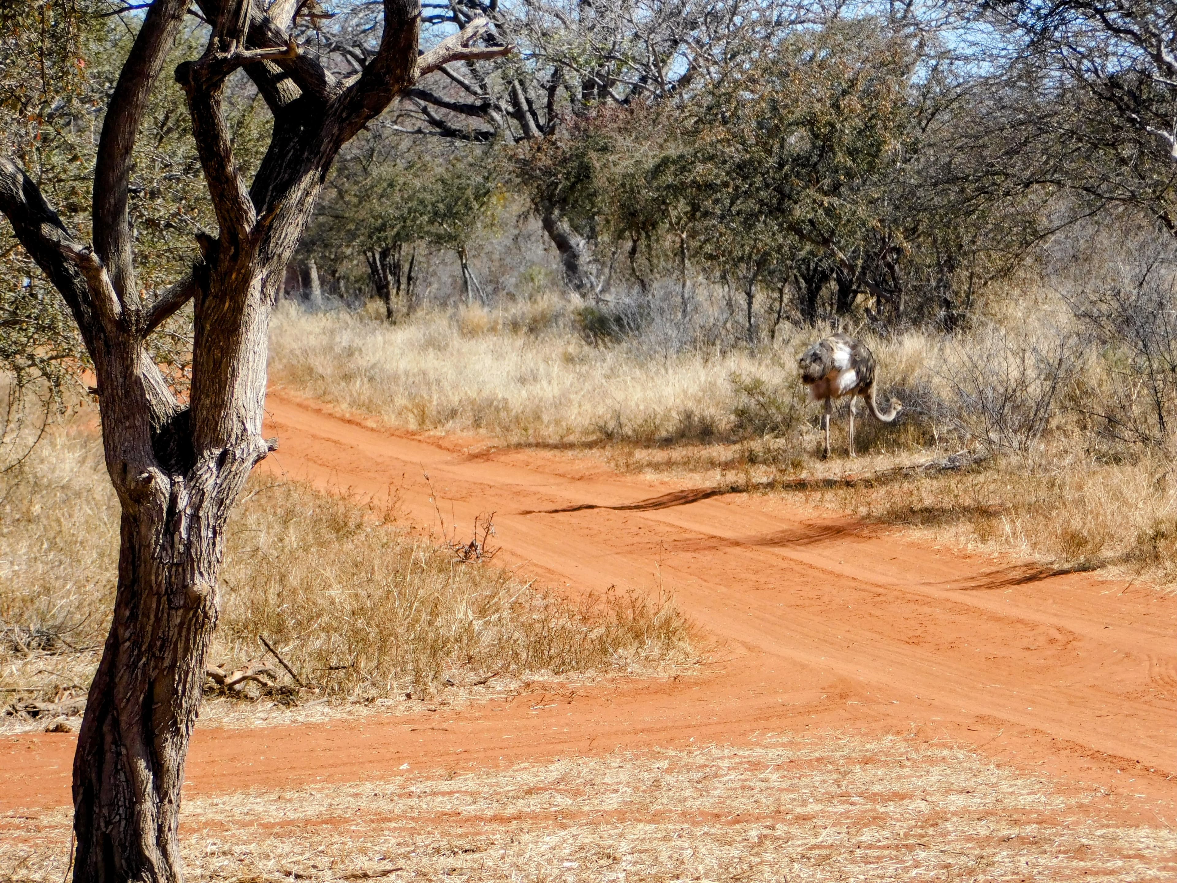 Wildlife at Witgat Safaris