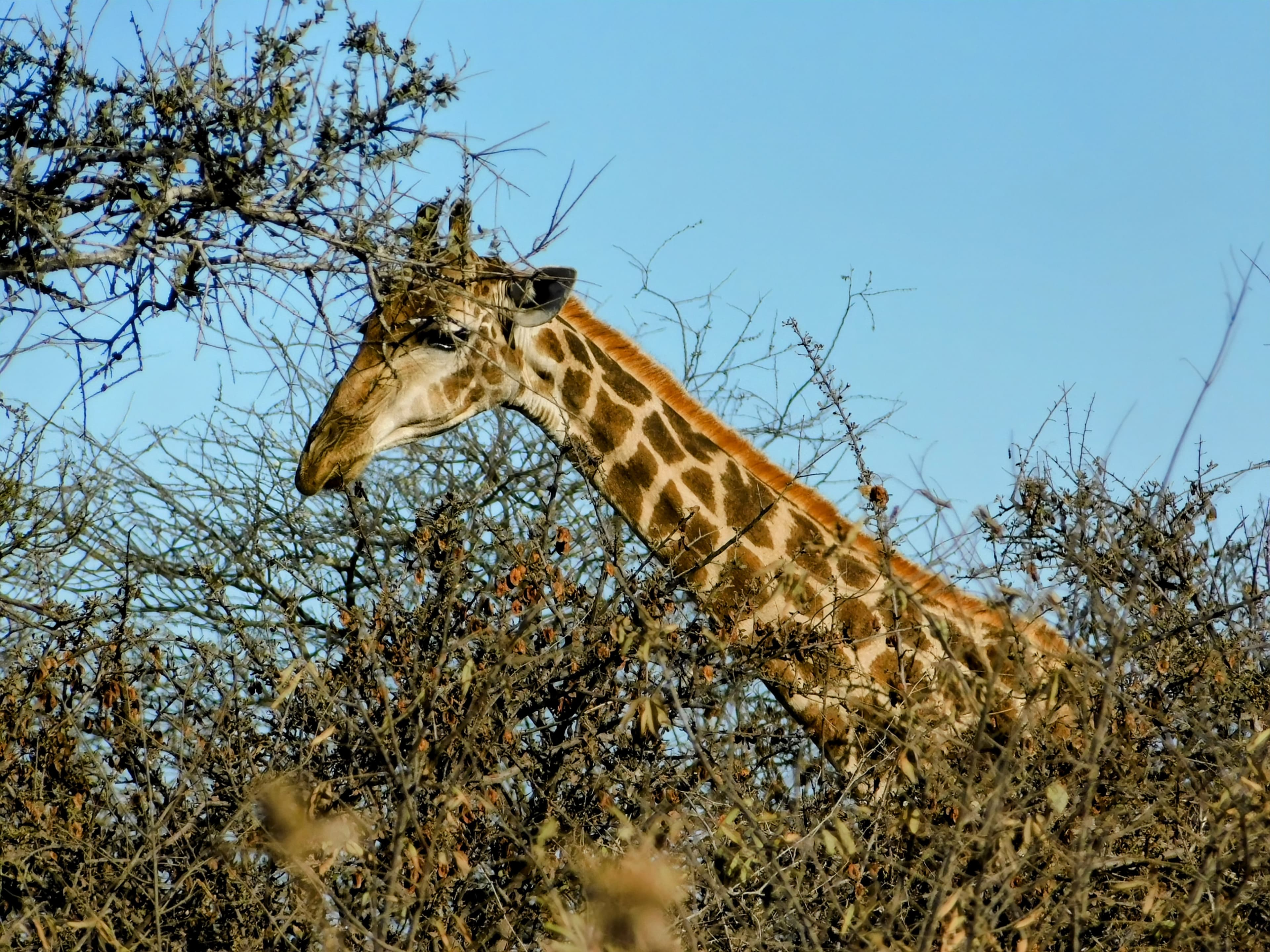 Wildlife at Witgat Safaris