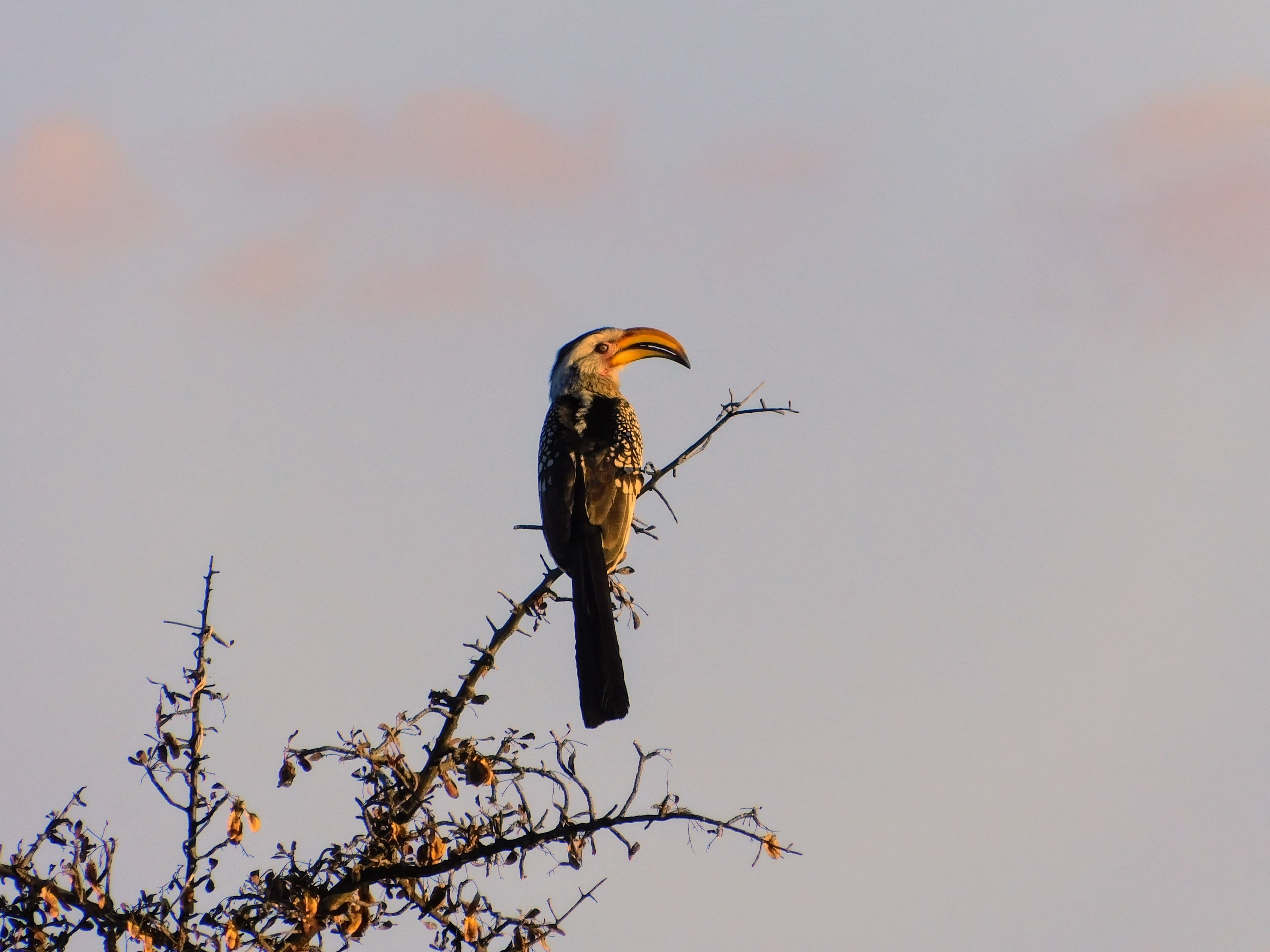 Wildlife at Witgat Safaris