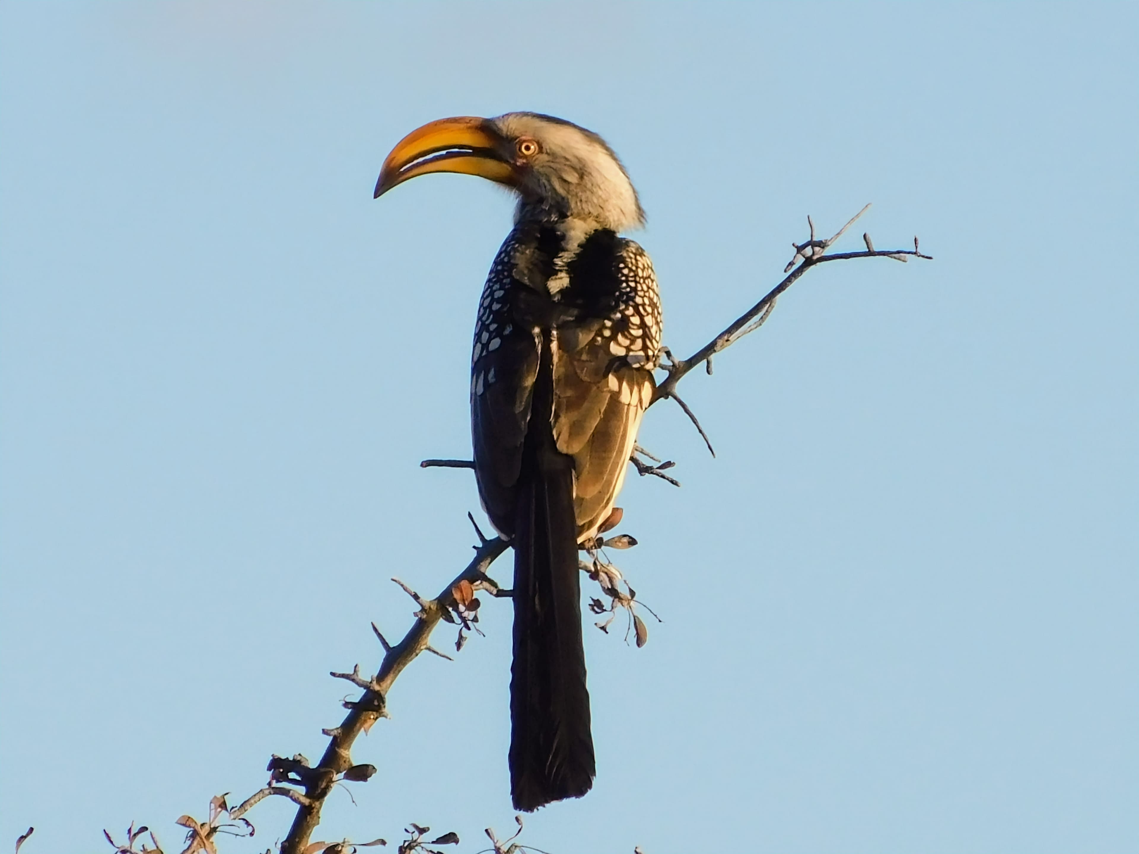 Wildlife at Witgat Safaris