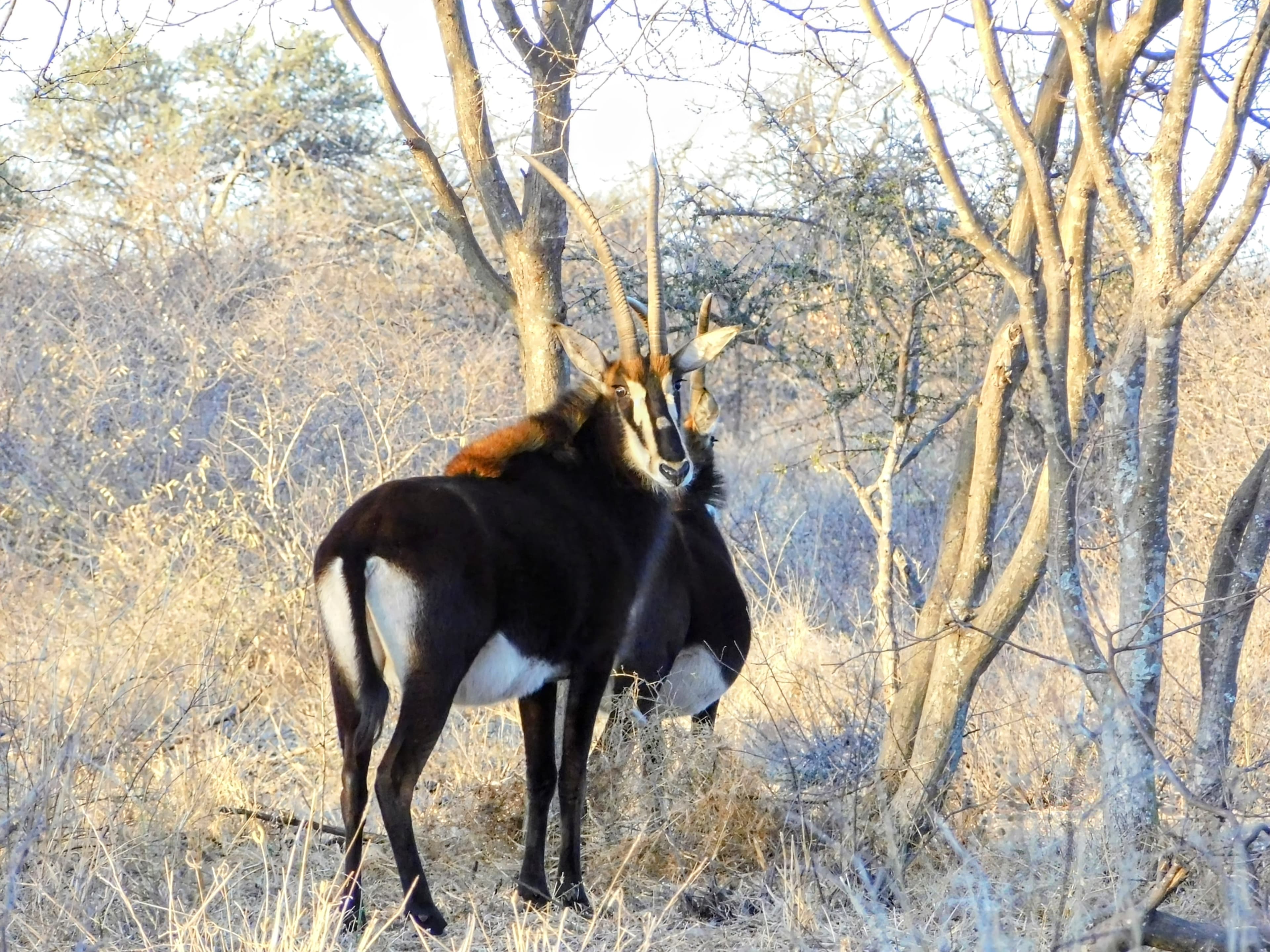 Wildlife at Witgat Safaris