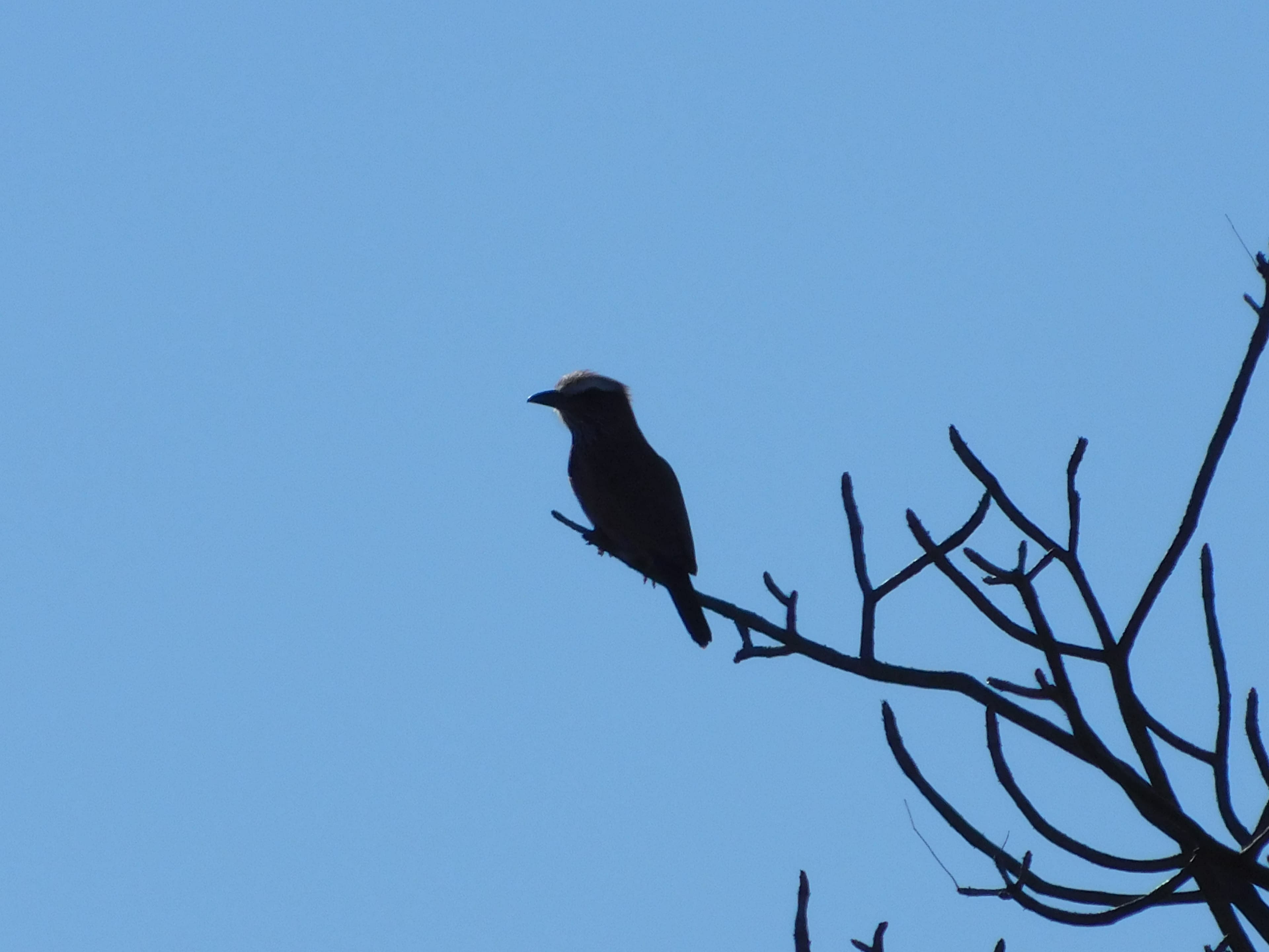 Wildlife at Witgat Safaris