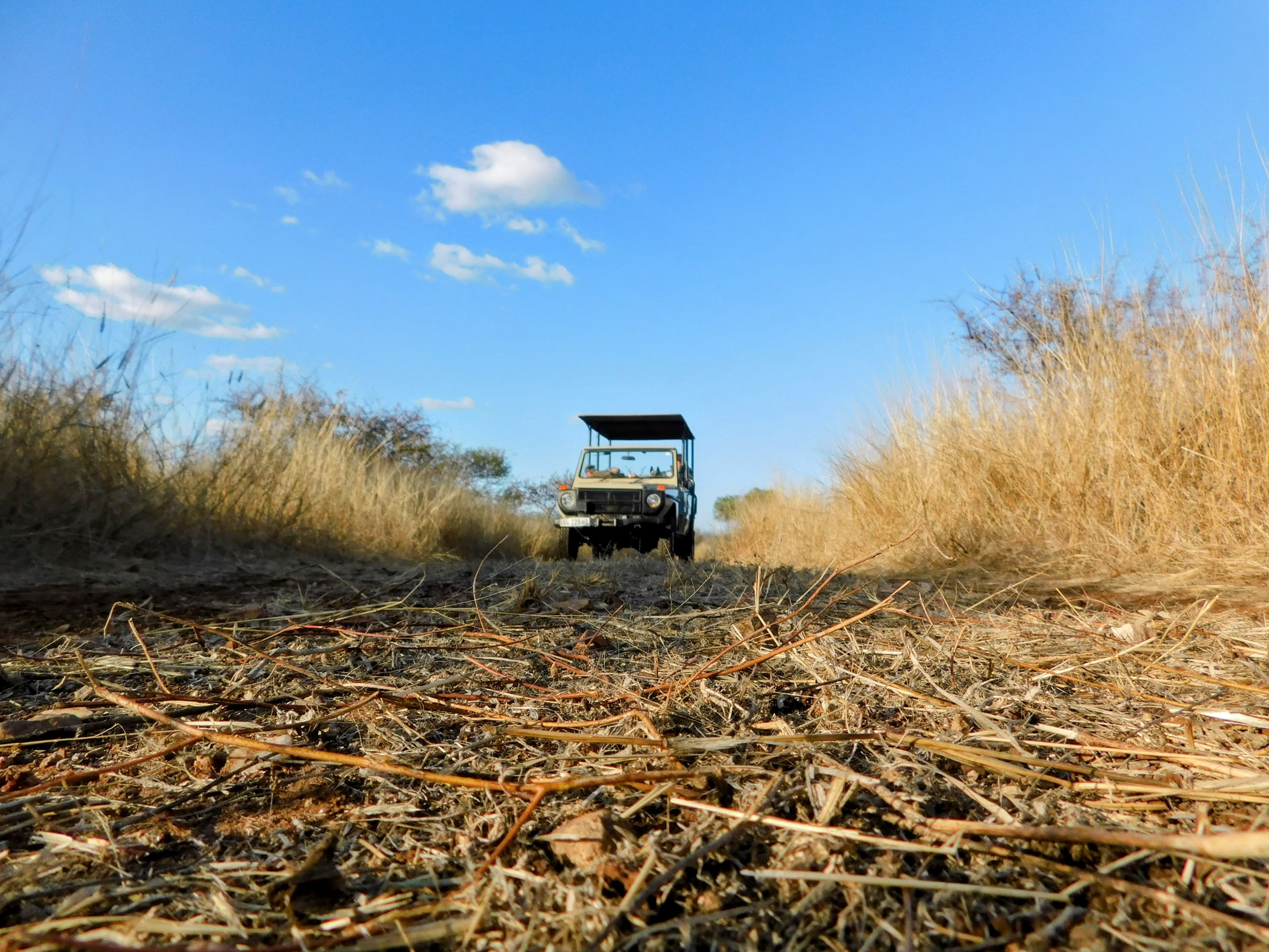 Wildlife at Witgat Safaris