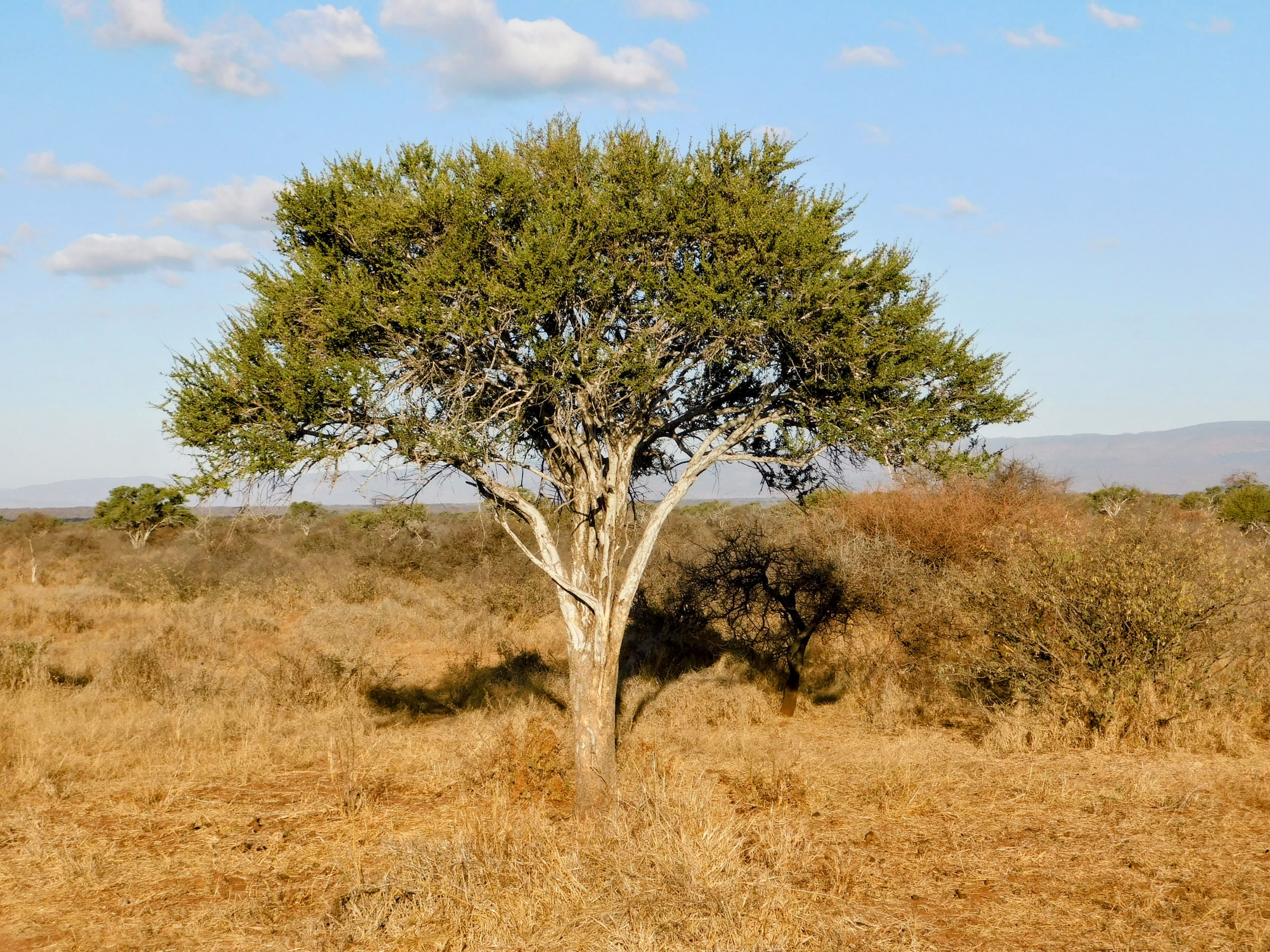 Wildlife at Witgat Safaris