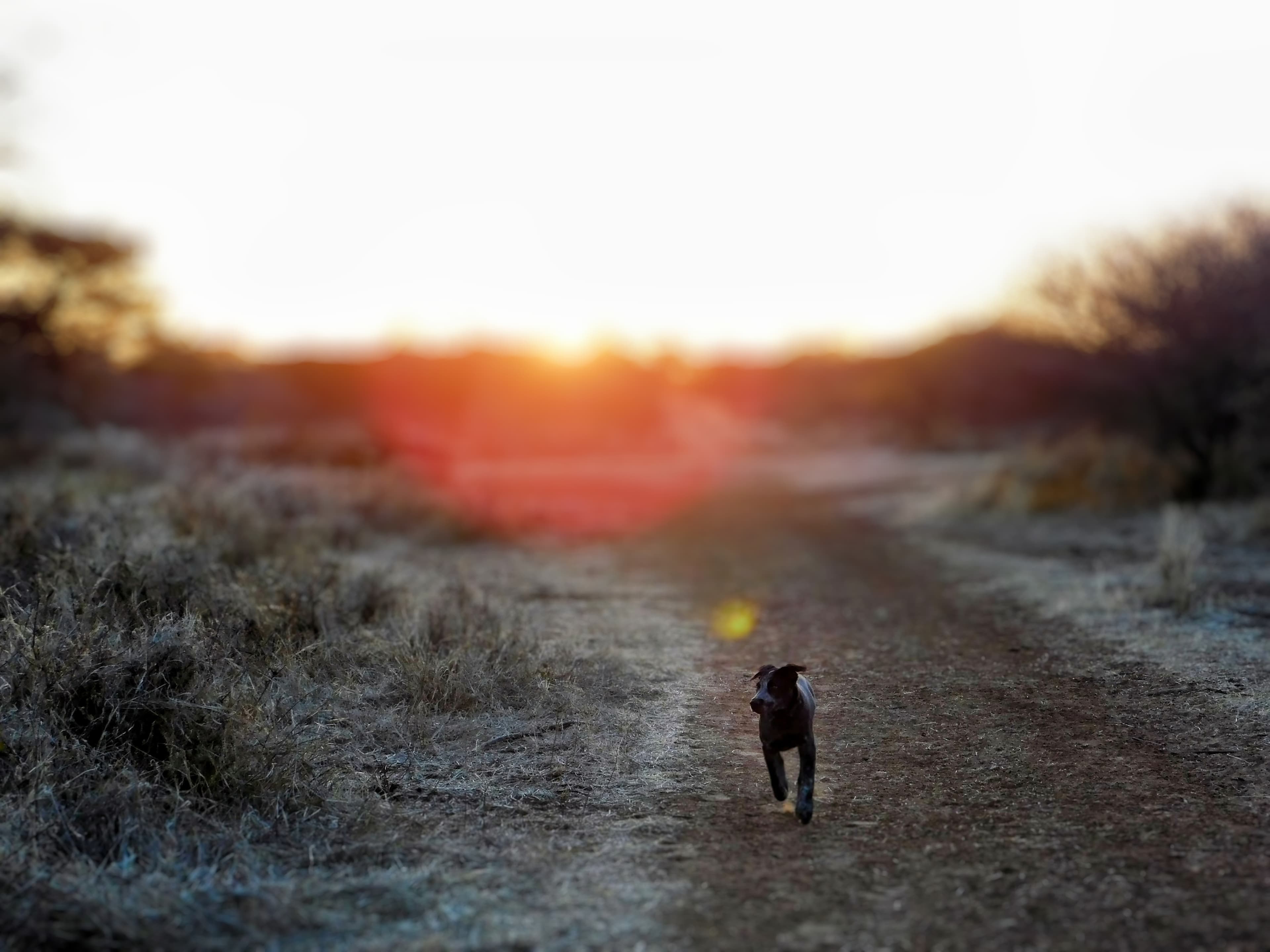 Wildlife at Witgat Safaris