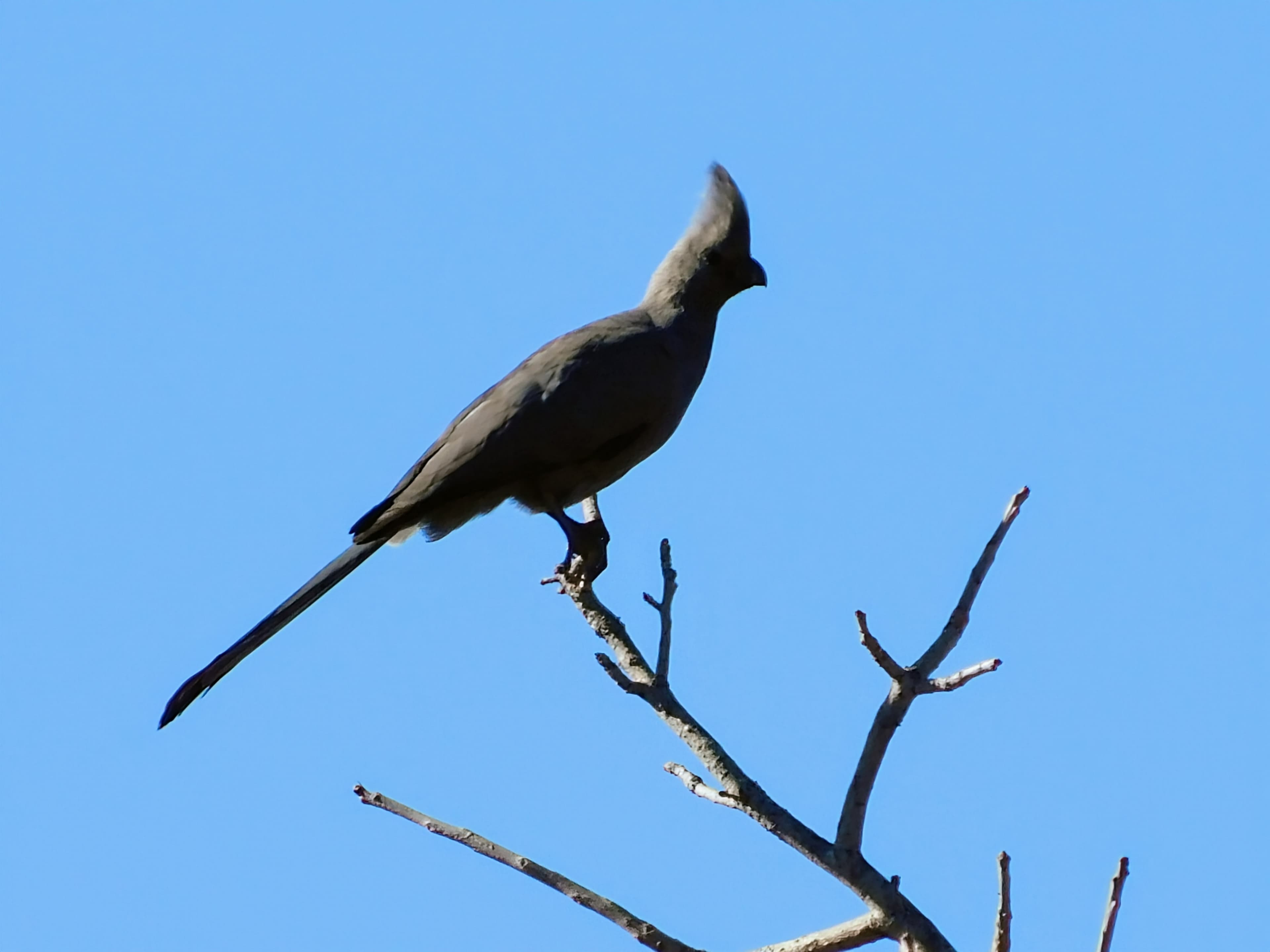 Wildlife at Witgat Safaris