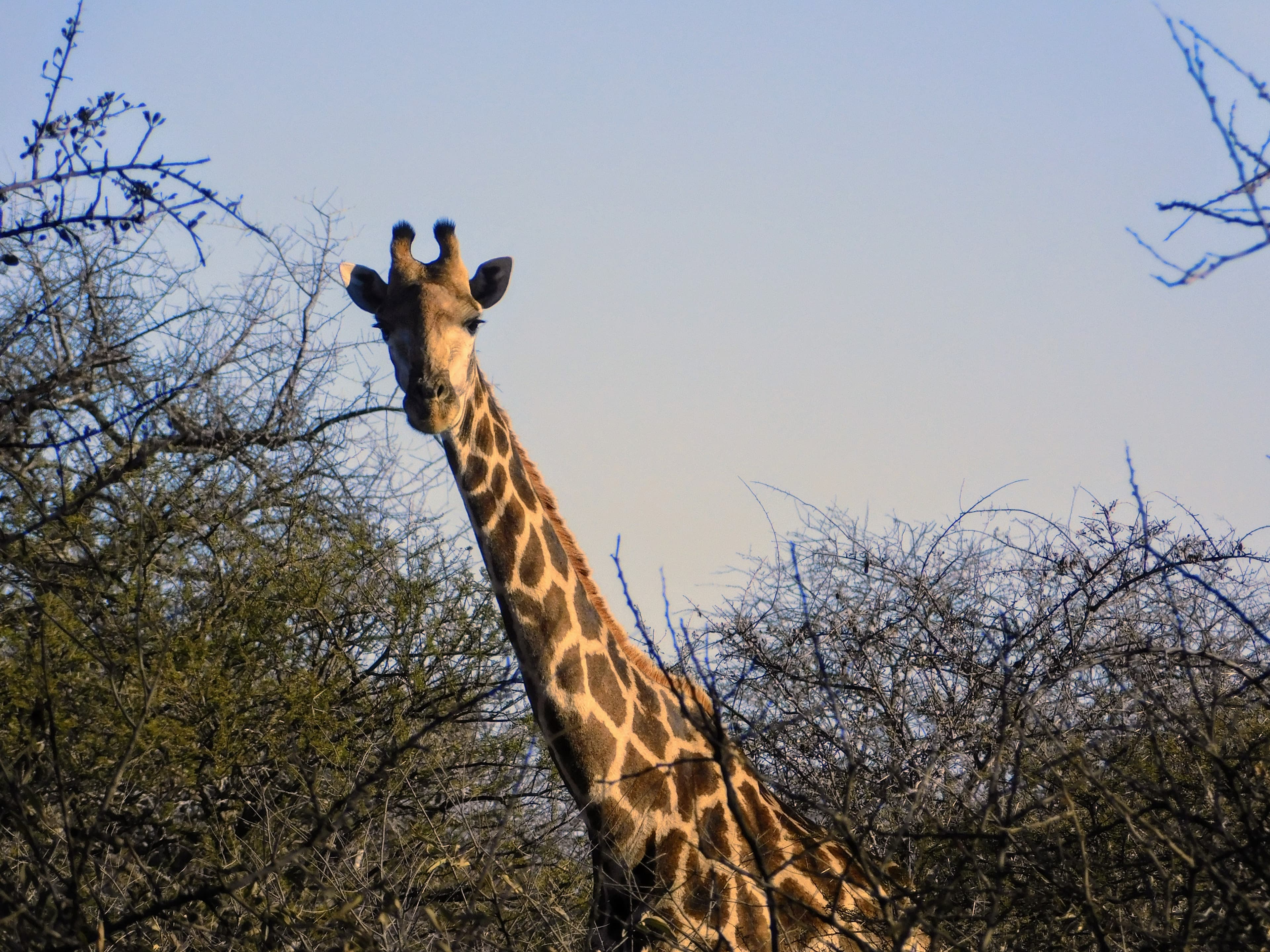 Wildlife at Witgat Safaris